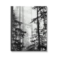 Stupell Desirts šumska svjetlost koja sja kroz visoke drveće pejzažne fotografije, 40, dizajn Gail Peck