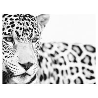 Veličanstveno smirivanje Staffan widstrand leopard Photo Canvas umjetnost