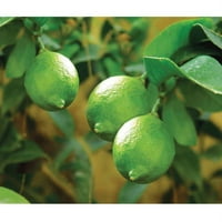Bloomsz Lime od citrusa voća, u ukrasnom sadnicu