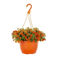 Iskusni vrtlar žive biljke Kalibrachoa narančaste boje težine 1,5 g u visećoj košarici