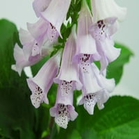 Bolji domovi i vrtovi Vanjski biljni biljka Digitalis Foxglove Camelot Purple, Pink 2.5QT, Sunce