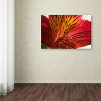 Zaštitni znak likovna umjetnost Red Tiger Ostramerium Flower Canvas Art by Kurt Shaffer