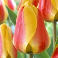 Elitne uspavane žarulje Van Zyverden Tulip Apeldoorn, puno sunce, višebojan, godišnji