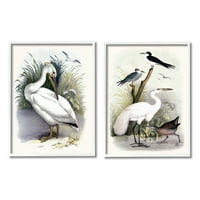 Stupell Industries Wild Pelican Birds ptičje ptičje vodene grafičke umjetnosti bijela uokvirena umjetnička print