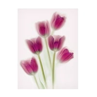 Brian Haslam 'platno umjetnost ljubičastog tulipana