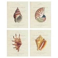 Umjetnička galerija remek -djela Conhology Buccinum, Nautilus, Strombus Lambis, Strombus Pugilus Seashell by Porter